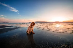How does Aquamation work for animals